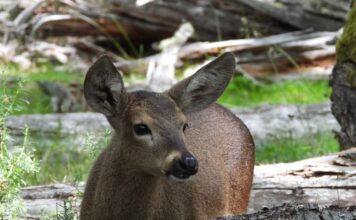 El Huemul: Un Plan Ambicioso para su Repoblación en la Patagonia