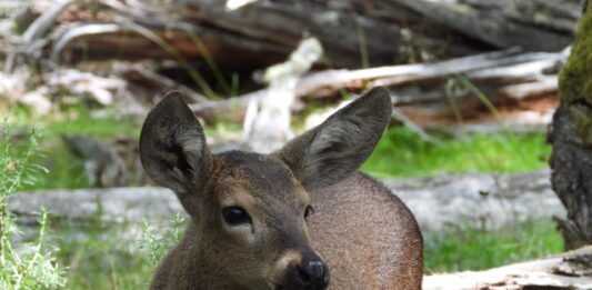 El Huemul: Un Plan Ambicioso para su Repoblación en la Patagonia