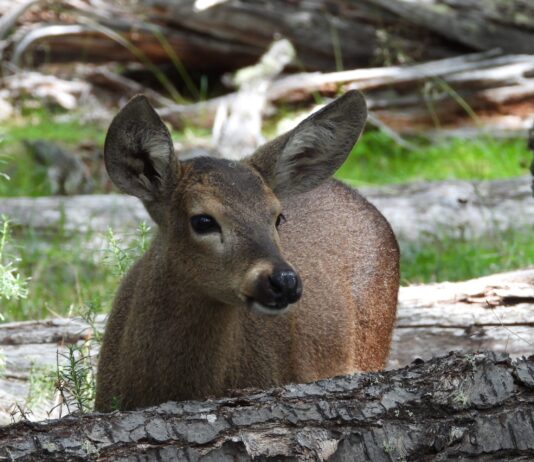 El Huemul: Un Plan Ambicioso para su Repoblación en la Patagonia