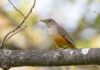 Agosto: El canto de los zorzales como heraldos de la primavera