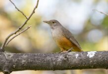 Agosto: El canto de los zorzales como heraldos de la primavera