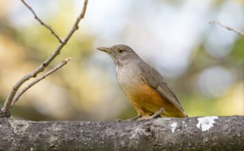 Agosto: El canto de los zorzales como heraldos de la primavera