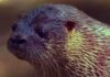 El lobito de río, una especie en peligro, es rescatado y liberado tras un ataque canino