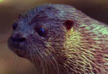 El lobito de río, una especie en peligro, es rescatado y liberado tras un ataque canino