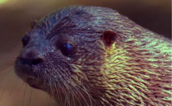 El lobito de río, una especie en peligro, es rescatado y liberado tras un ataque canino
