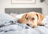 ¿Por qué los perros prefieren dormir junto a sus dueños?