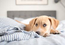 ¿Por qué los perros prefieren dormir junto a sus dueños?