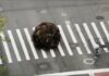 Una Bola Gigante de Pelo Humano Causa Sensación en las Calles de Nueva York