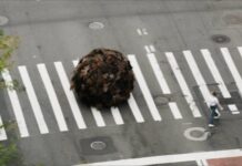 Una Bola Gigante de Pelo Humano Causa Sensación en las Calles de Nueva York