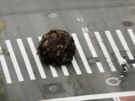 Una Bola Gigante de Pelo Humano Causa Sensación en las Calles de Nueva York