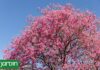 Descubre Seis Árboles Nativos Argentinos que Transforman Jardines y Ciudades