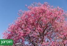 Descubre Seis Árboles Nativos Argentinos que Transforman Jardines y Ciudades