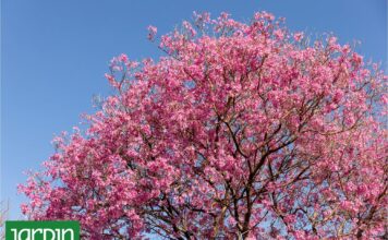 Descubre Seis Árboles Nativos Argentinos que Transforman Jardines y Ciudades
