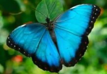 La mariposa Morpho en peligro: el cambio climático altera su brillo y aumenta el riesgo de depredación