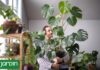 Las Plantas de Interior que Dominan el Diseño Actual