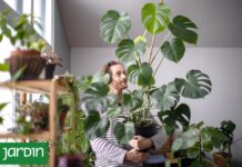 Las Plantas de Interior que Dominan el Diseño Actual