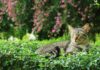 Cuidado con las Plantas: Cinco Especies Tóxicas para Gatos que Debes Evitar