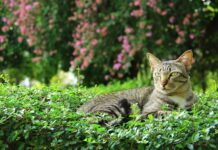 Cuidado con las Plantas: Cinco Especies Tóxicas para Gatos que Debes Evitar
