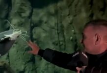 Un pez gigante reconoce a su antiguo dueño en un emotivo reencuentro