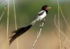 Celebración de 110 Años de Aves Argentinas: Un Legado por la Conservación