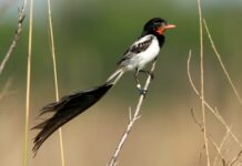 Celebración de 110 Años de Aves Argentinas: Un Legado por la Conservación