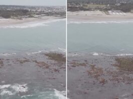 La sorprendente «isla» que apareció en la costa argentina: descubre su origen