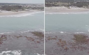 La sorprendente «isla» que apareció en la costa argentina: descubre su origen