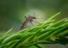 Investigación revela que mosquitos podrían desarrollar resistencia a insecticidas