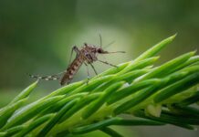 Investigación revela que mosquitos podrían desarrollar resistencia a insecticidas