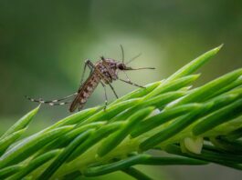 Investigación revela que mosquitos podrían desarrollar resistencia a insecticidas