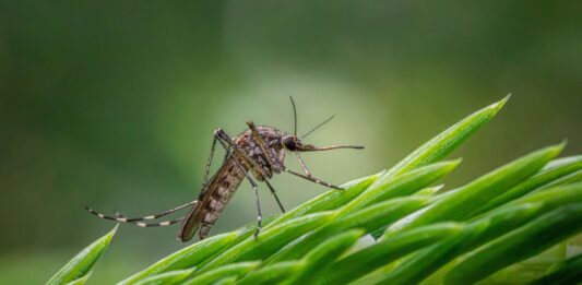 Investigación revela que mosquitos podrían desarrollar resistencia a insecticidas