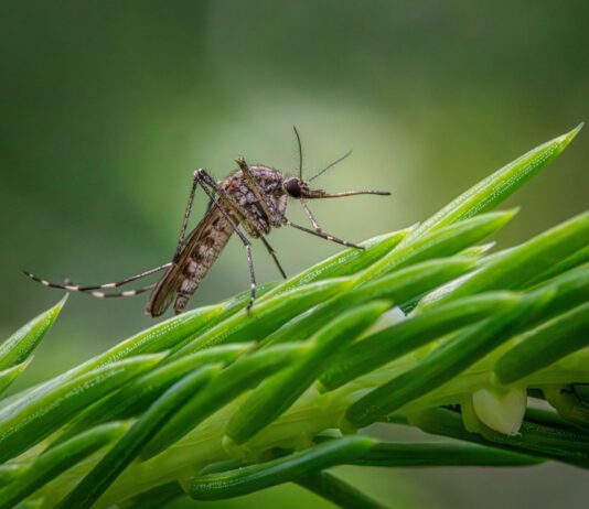 Investigación revela que mosquitos podrían desarrollar resistencia a insecticidas
