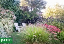 Transforma Tu Jardín Pequeño en un Espacio Infinito con el Efecto Bosque