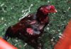 Desmantelan red de peleas de gallos: 111 aves rescatadas y 27 detenidos