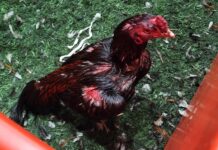 Desmantelan red de peleas de gallos: 111 aves rescatadas y 27 detenidos