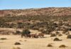 Productores ovinos de Chubut enfrentan crisis por depredadores y crecen los reclamos urgentes