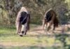 El tierno avistamiento de un oso hormiguero con su cría que cautivó las redes sociales