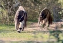 El tierno avistamiento de un oso hormiguero con su cría que cautivó las redes sociales