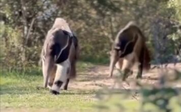 El tierno avistamiento de un oso hormiguero con su cría que cautivó las redes sociales