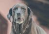 Veterinario aclara mitos sobre la ansiedad por separación en perros