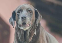 Veterinario aclara mitos sobre la ansiedad por separación en perros