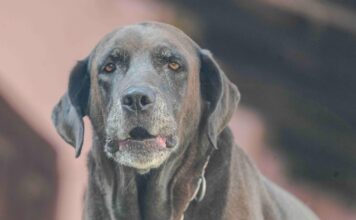 Veterinario aclara mitos sobre la ansiedad por separación en perros