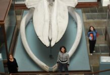 Revelan los secretos evolutivos de ballenas y delfines tras 50 millones de años