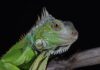 Iguanas verdes en Florida: Lo que debes saber sobre su manejo y control