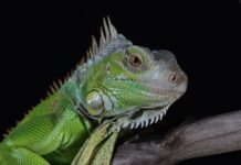 Iguanas verdes en Florida: Lo que debes saber sobre su manejo y control