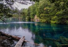 Descubrimiento fósil revela antiguos bosques templados en la Patagonia