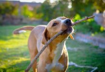 Todo lo que debes considerar antes de adoptar un perro