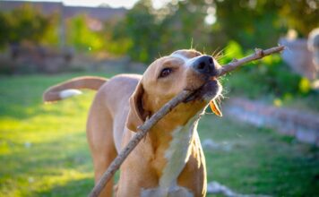 Todo lo que debes considerar antes de adoptar un perro