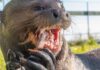 Un Año de Esperanza: La Exitosa Reintroducción de la Nutria Gigante en Argentina