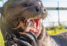Un Año de Esperanza: La Exitosa Reintroducción de la Nutria Gigante en Argentina